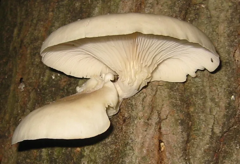 Pleurotus subbarbatulus (Pleurotus subbarbatulus) — photo mycologique