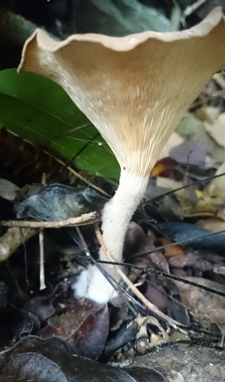 Pleurotus tuber-regium (Pleurotus tuber-regium) — photo mycologique