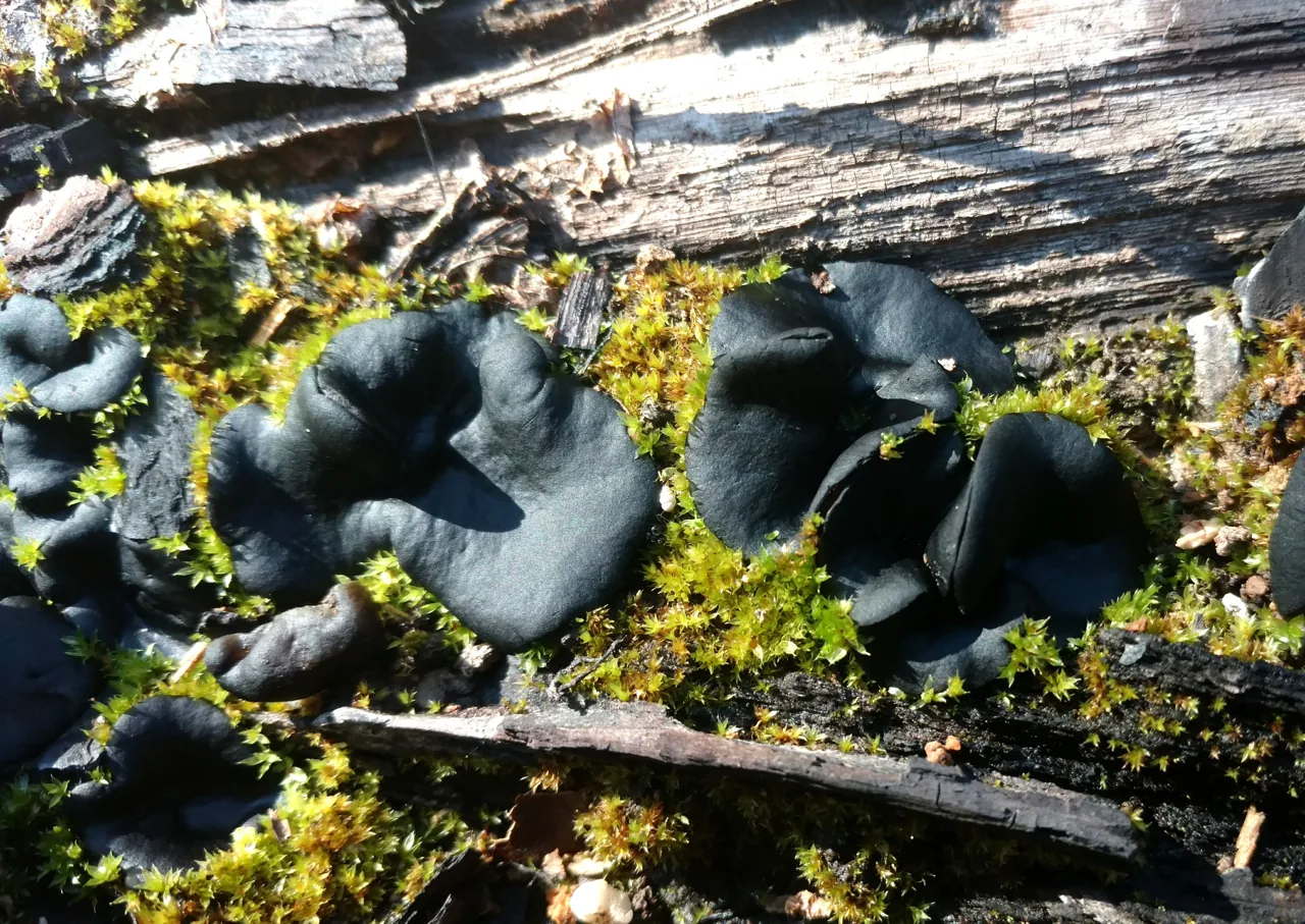 Plicaria carbonaria (Plicaria carbonaria) — photo mycologique