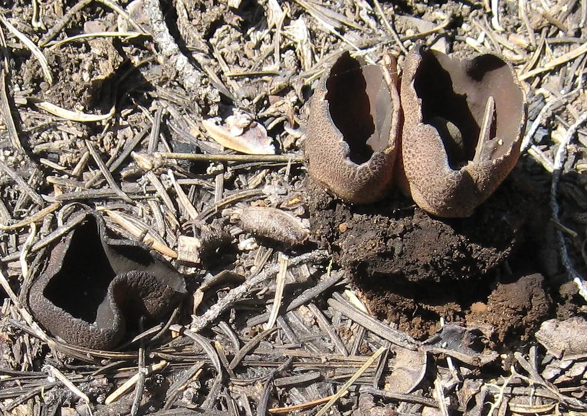 Plicaria recurva (Plicaria recurva) — photo mycologique