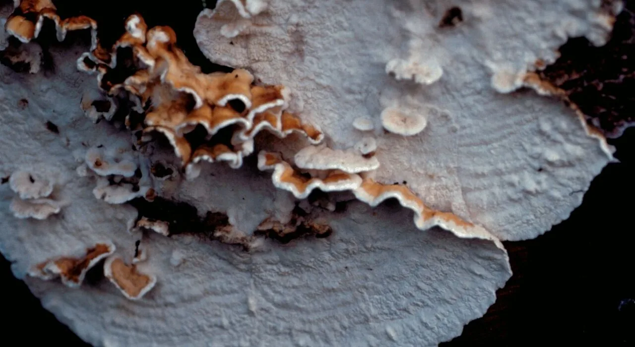 Plicatura alba (Plicatura alba) — photo mycologique