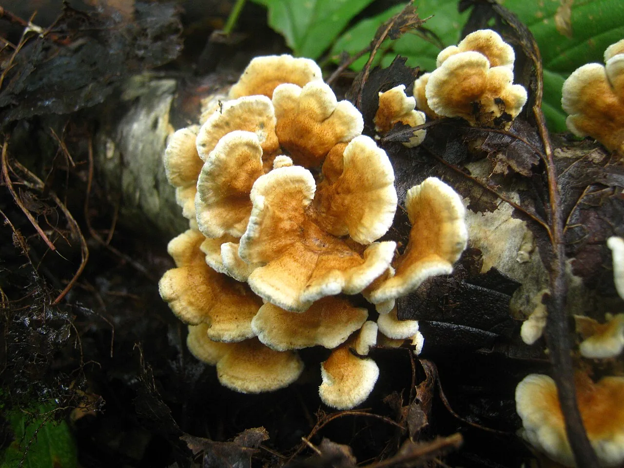 Plicaturopsis crispa (Plicaturopsis crispa) — photo mycologique