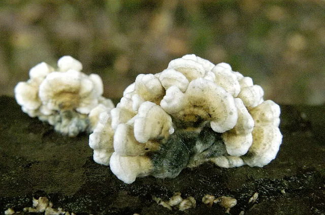 Plicaturopsis scarlatina (Plicaturopsis scarlatina) — photo mycologique