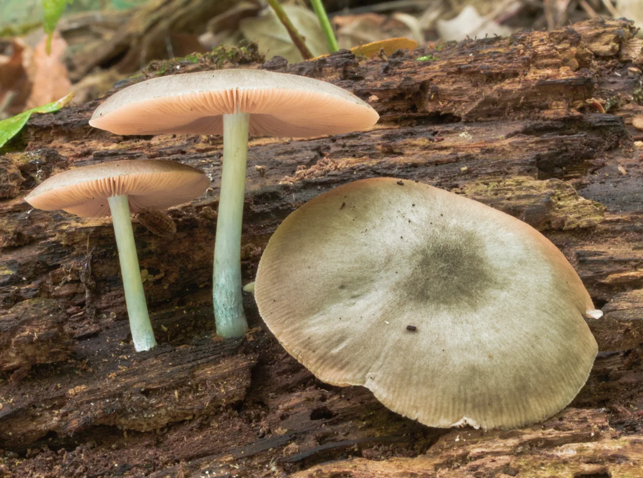 Pluteus americanus (Pluteus americanus) — photo mycologique