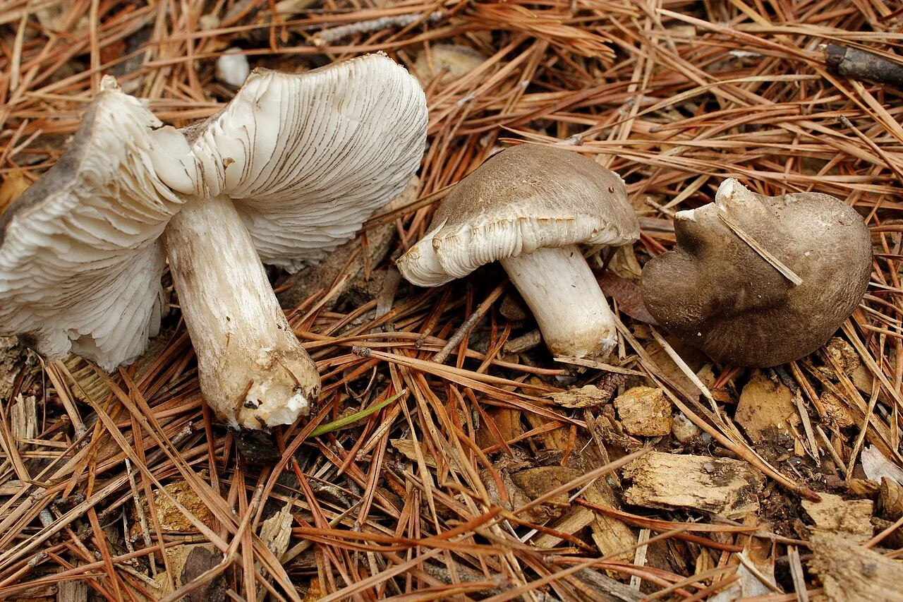 Pluteus atromarginatus (Pluteus atromarginatus) — photo mycologique