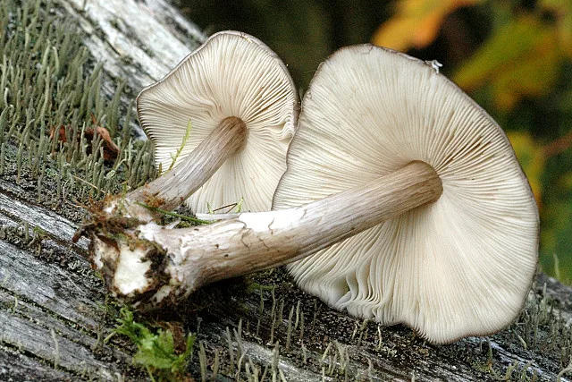 Pluteus austrofulvus (Pluteus austrofulvus) — photo mycologique