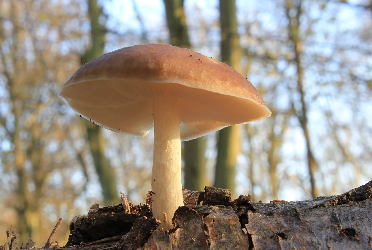 Plutée couleur de cerf (Pluteus cervinus) — photo mycologique