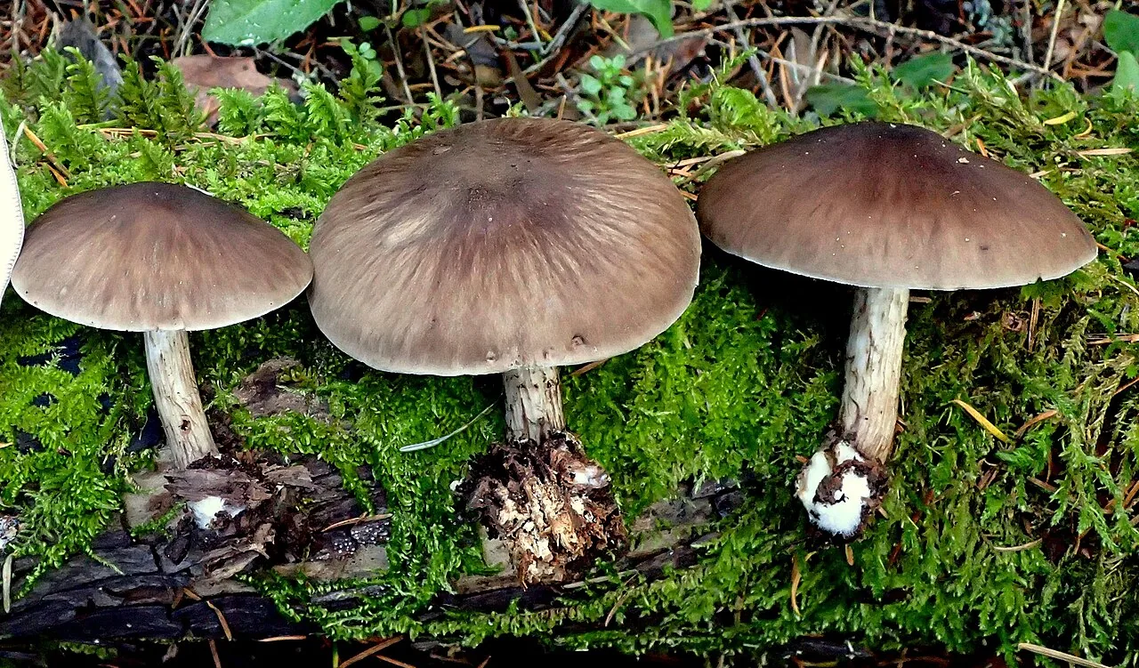 Pluteus exilis (Pluteus exilis) — photo mycologique