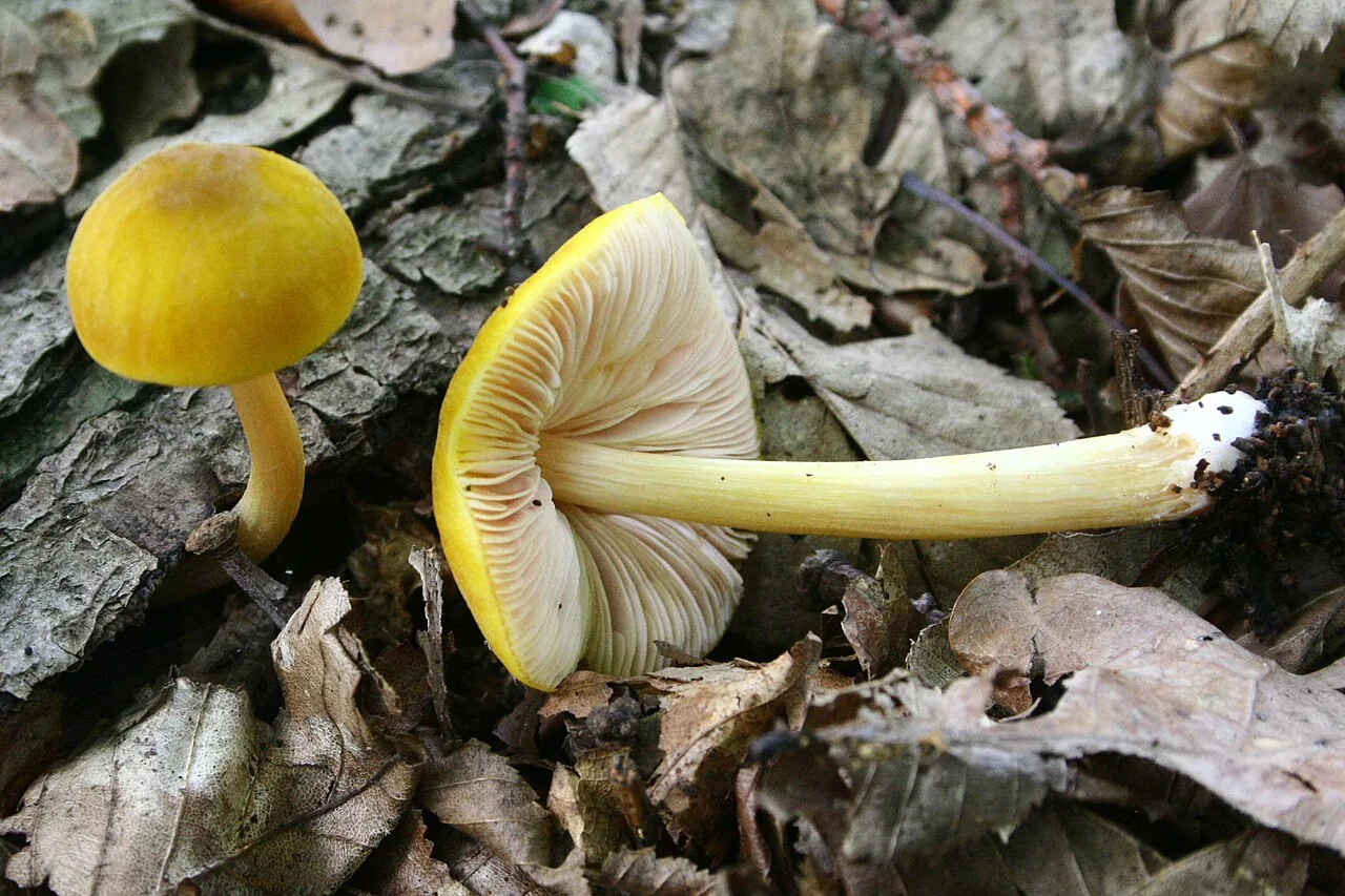 Pluteus leoninus (Pluteus leoninus) — photo mycologique