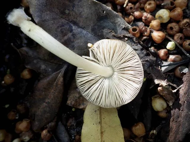 Pluteus nanus (Pluteus nanus) — photo mycologique
