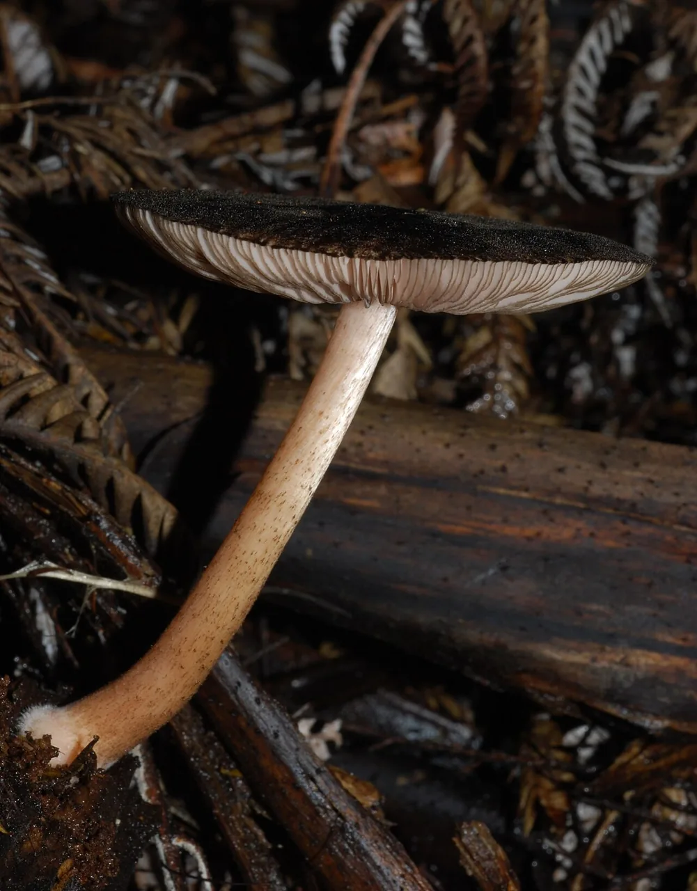 Pluteus perroseus (Pluteus perroseus) — photo mycologique