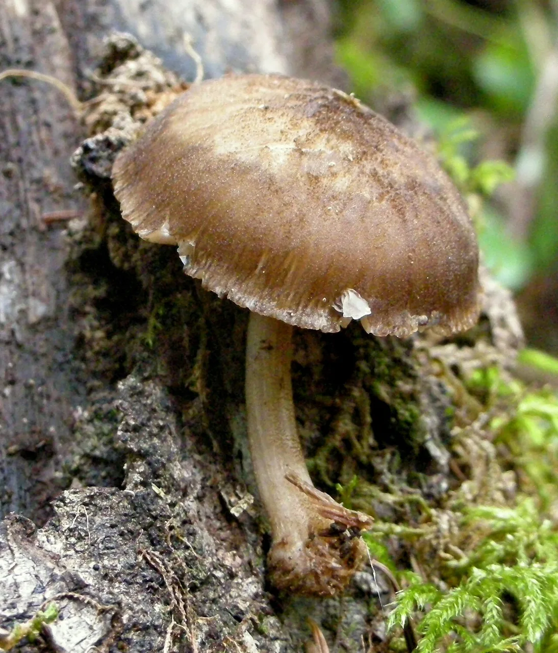 Pluteus plautus (Pluteus plautus) — photo mycologique