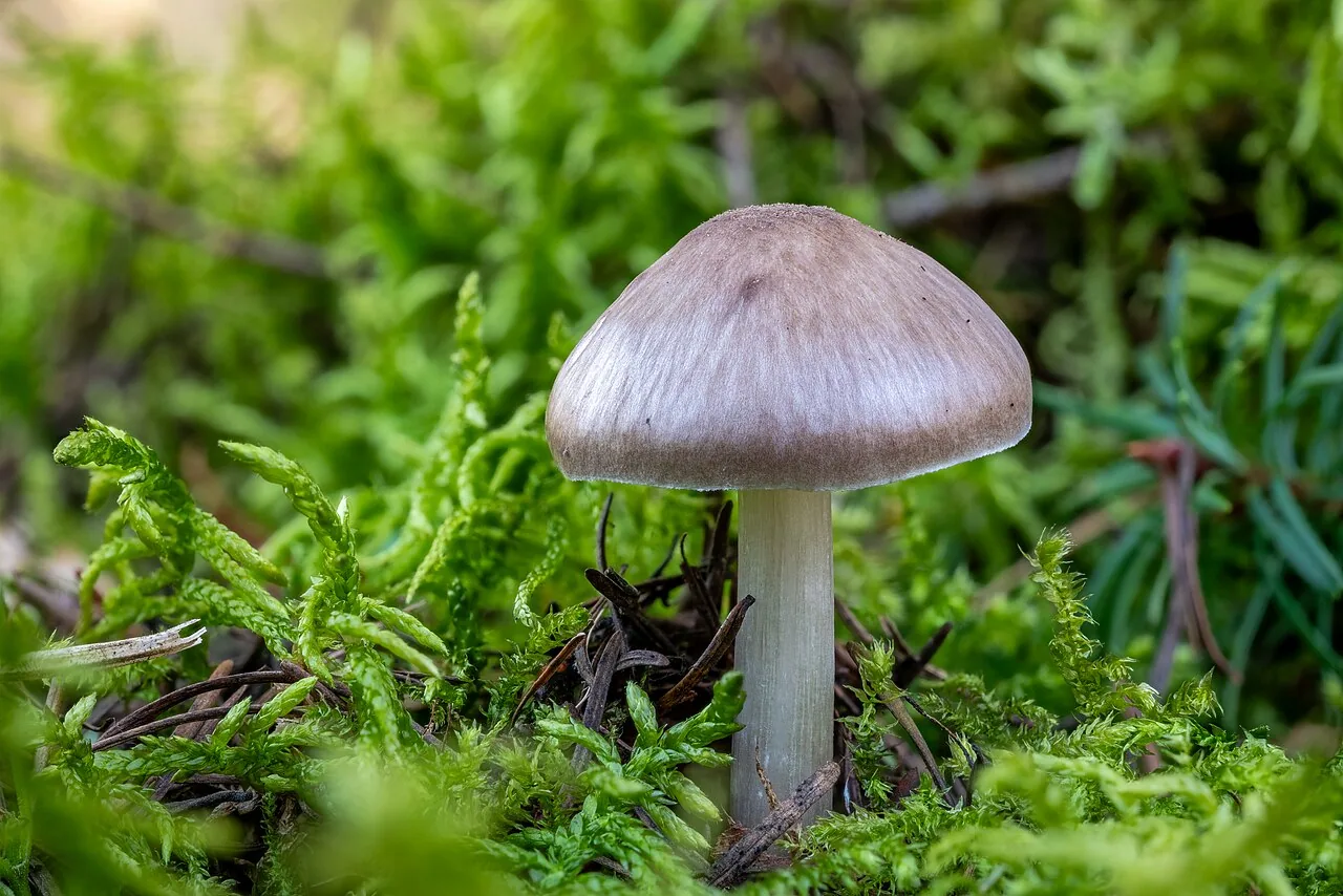 Pluteus pouzarianus (Pluteus pouzarianus) — photo mycologique