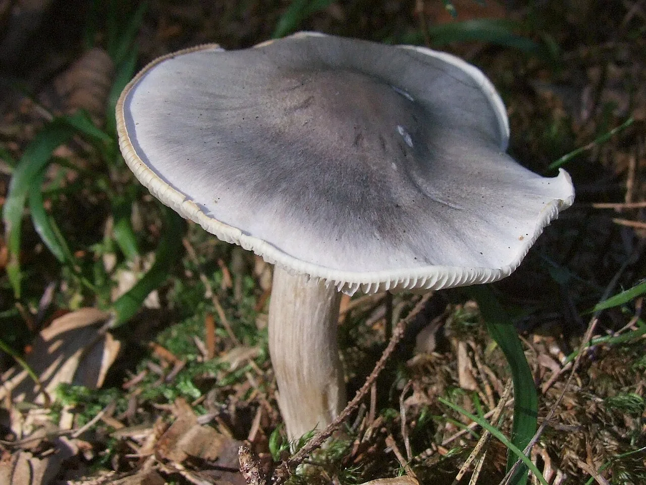Pluteus pseudorobertii (Pluteus pseudorobertii) — photo mycologique