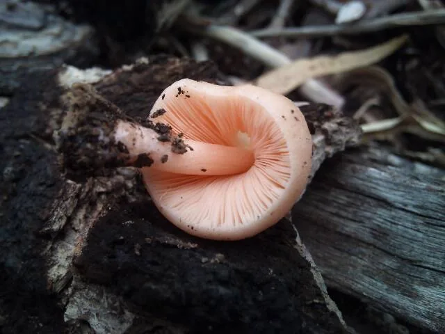 Pluteus roseipes (Pluteus roseipes) — photo mycologique