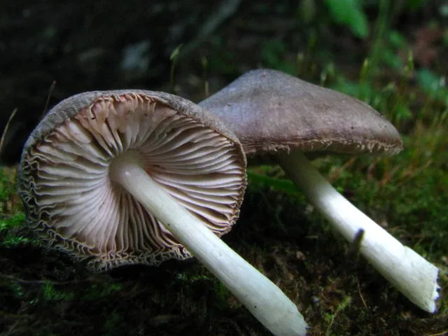 Pluteus salicinus (Pluteus salicinus) — photo mycologique