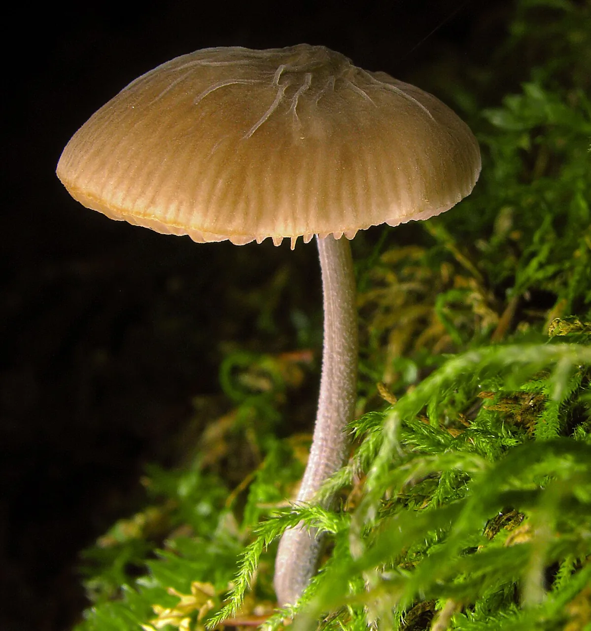 Pluteus thomsonii (Pluteus thomsonii) — photo mycologique
