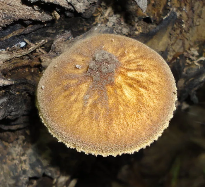 Pluteus umbrosus (Pluteus umbrosus) — photo mycologique