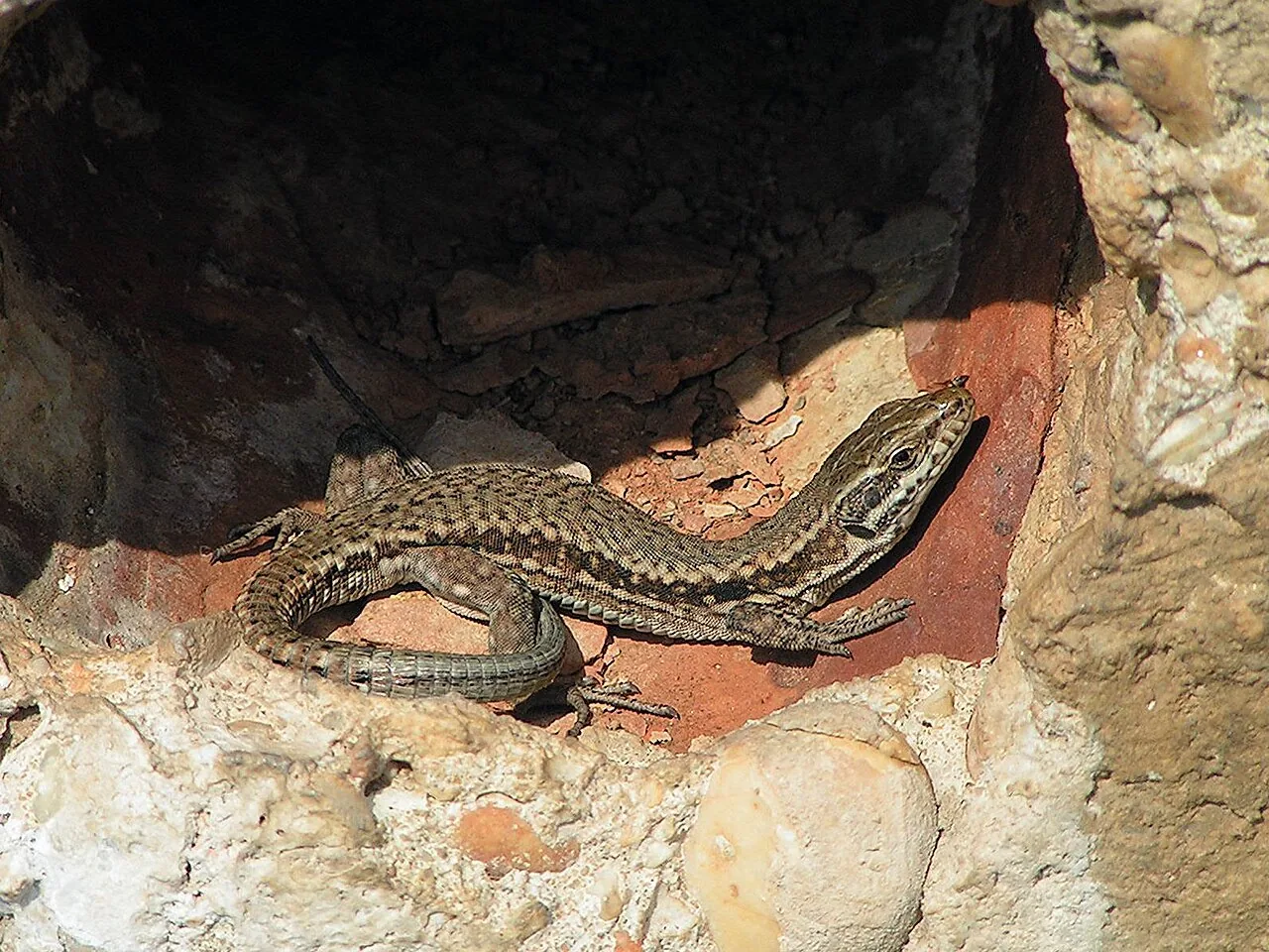 Lézard des murailles (Podarcis muralis) : photo reptile