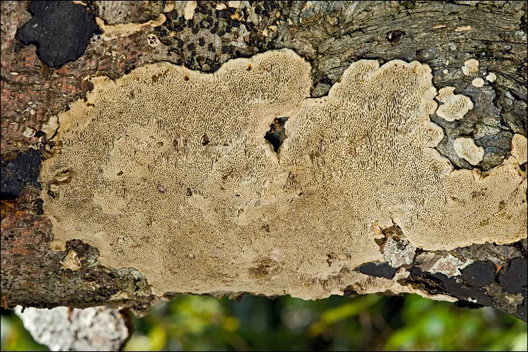 Podofomes mollis (Podofomes mollis) — photo mycologique