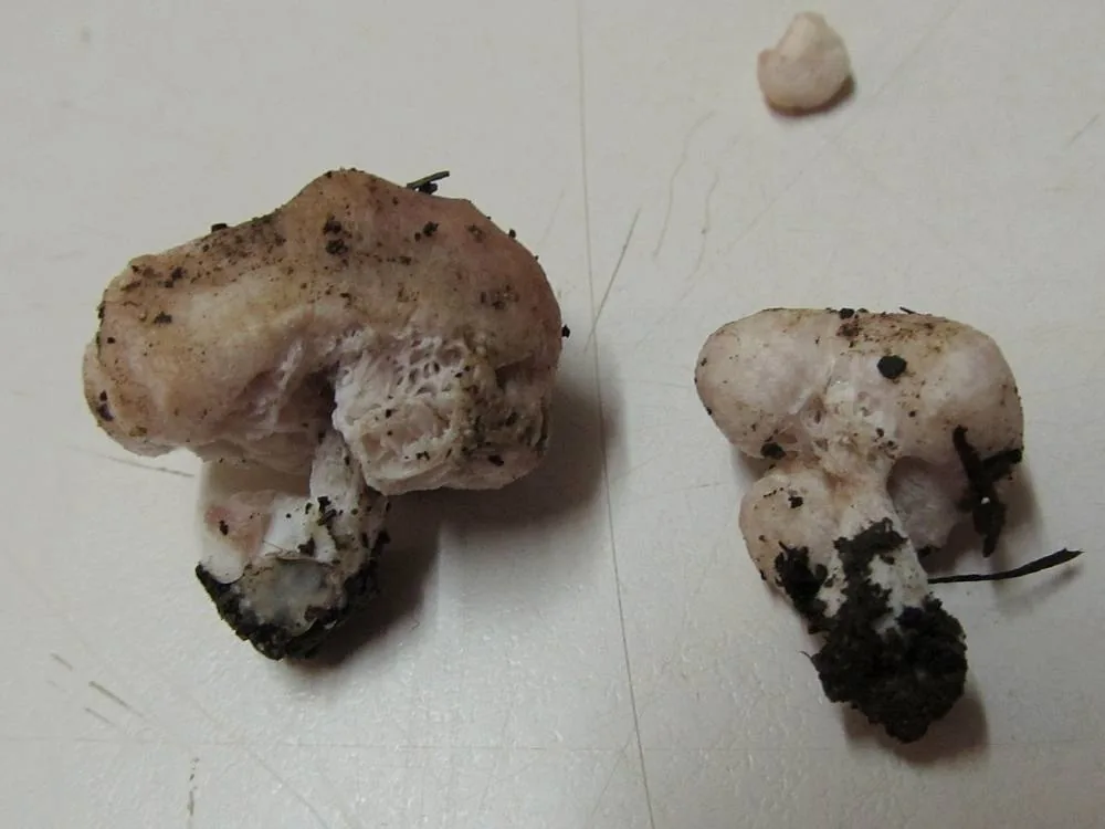 Podohydnangium australe (Podohydnangium australe) — photo mycologique