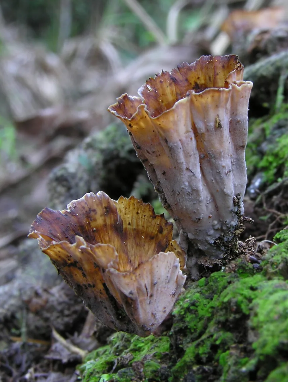 Podoscypha involuta (Podoscypha involuta) — photo mycologique