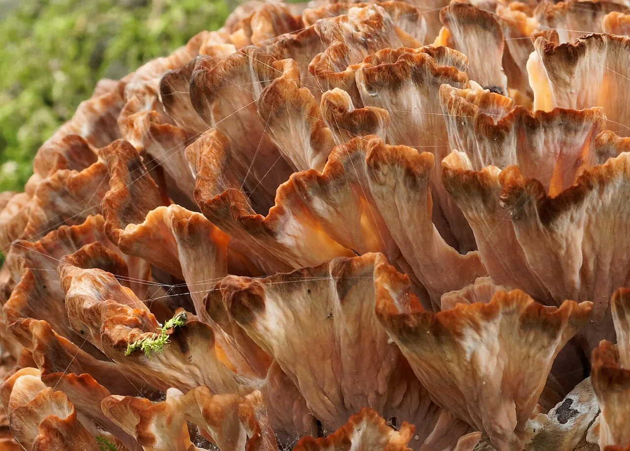 Podoscypha multizonata (Podoscypha multizonata) — photo mycologique
