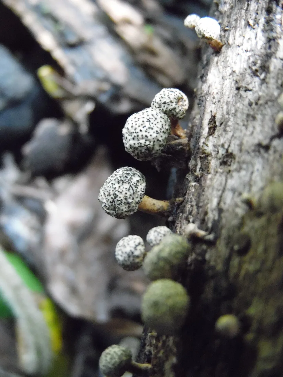 Podosordaria thyrsus (Podosordaria thyrsus) — photo mycologique