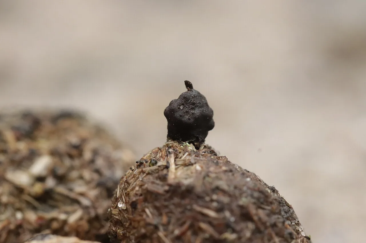 Podosordaria tulasnei (Podosordaria tulasnei) — photo mycologique
