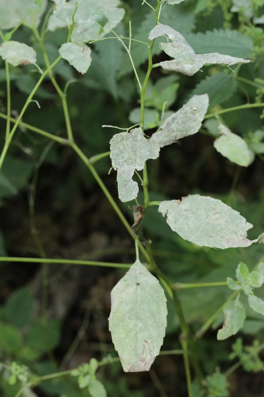 Podosphaera balsaminae (Podosphaera balsaminae) — photo mycologique