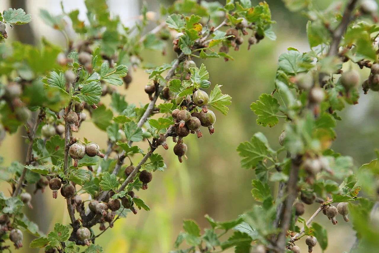 Podosphaera mors-uvae (Podosphaera mors-uvae) — photo mycologique