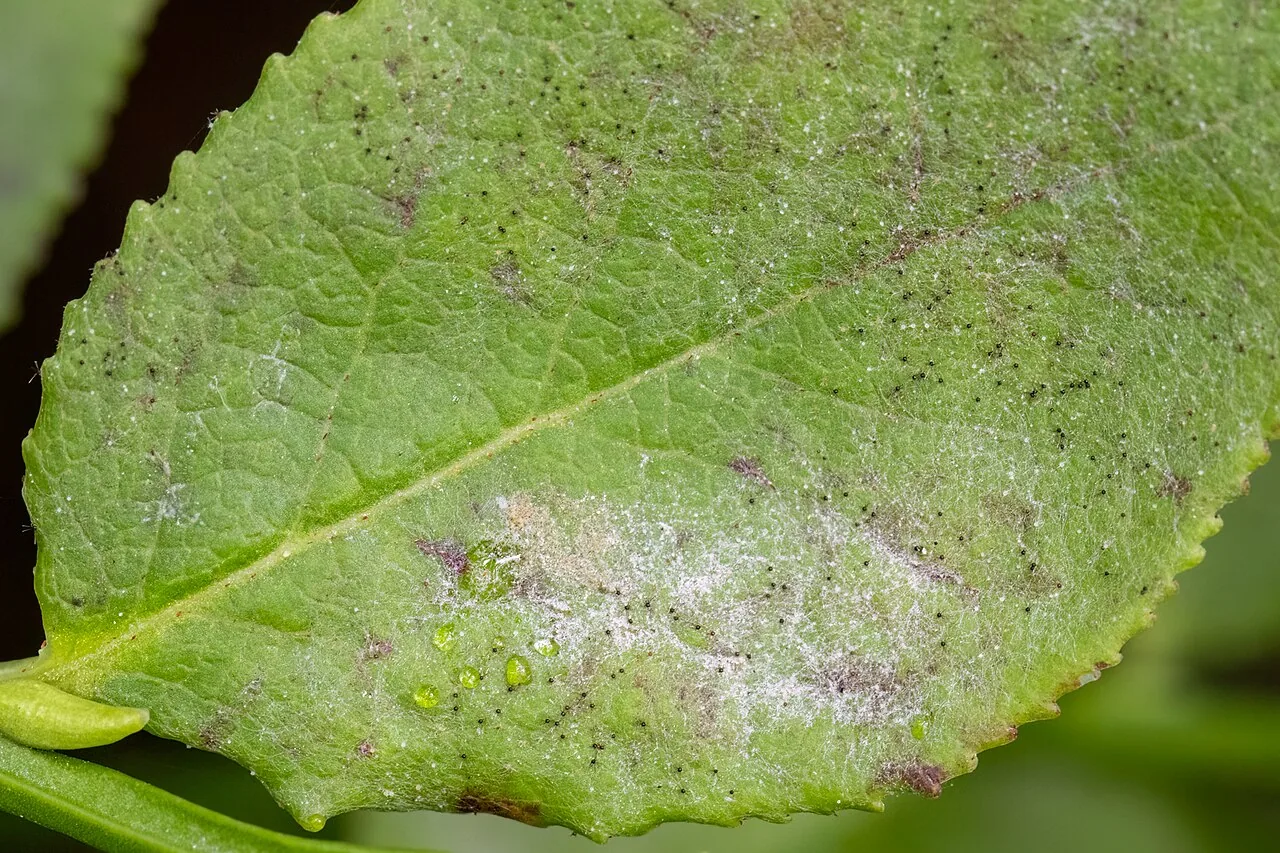 Podosphaera myrtillina (Podosphaera myrtillina) — photo mycologique