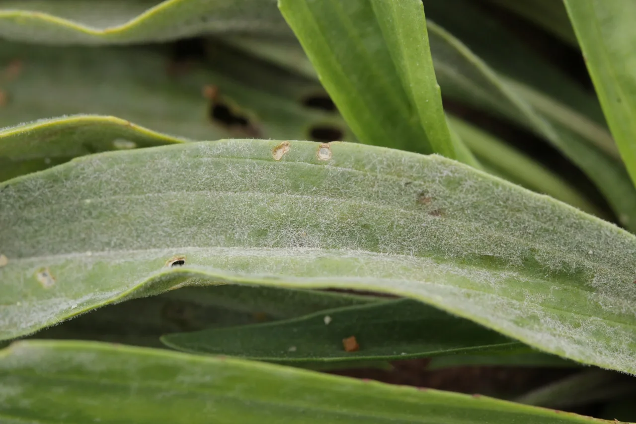 Podosphaera plantaginis (Podosphaera plantaginis) — photo mycologique