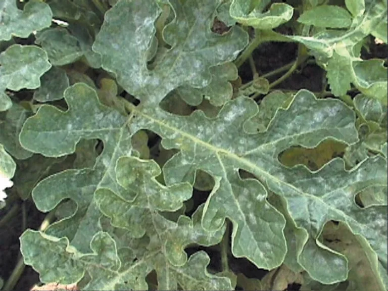 Podosphaera tridactyla (Podosphaera tridactyla) — photo mycologique