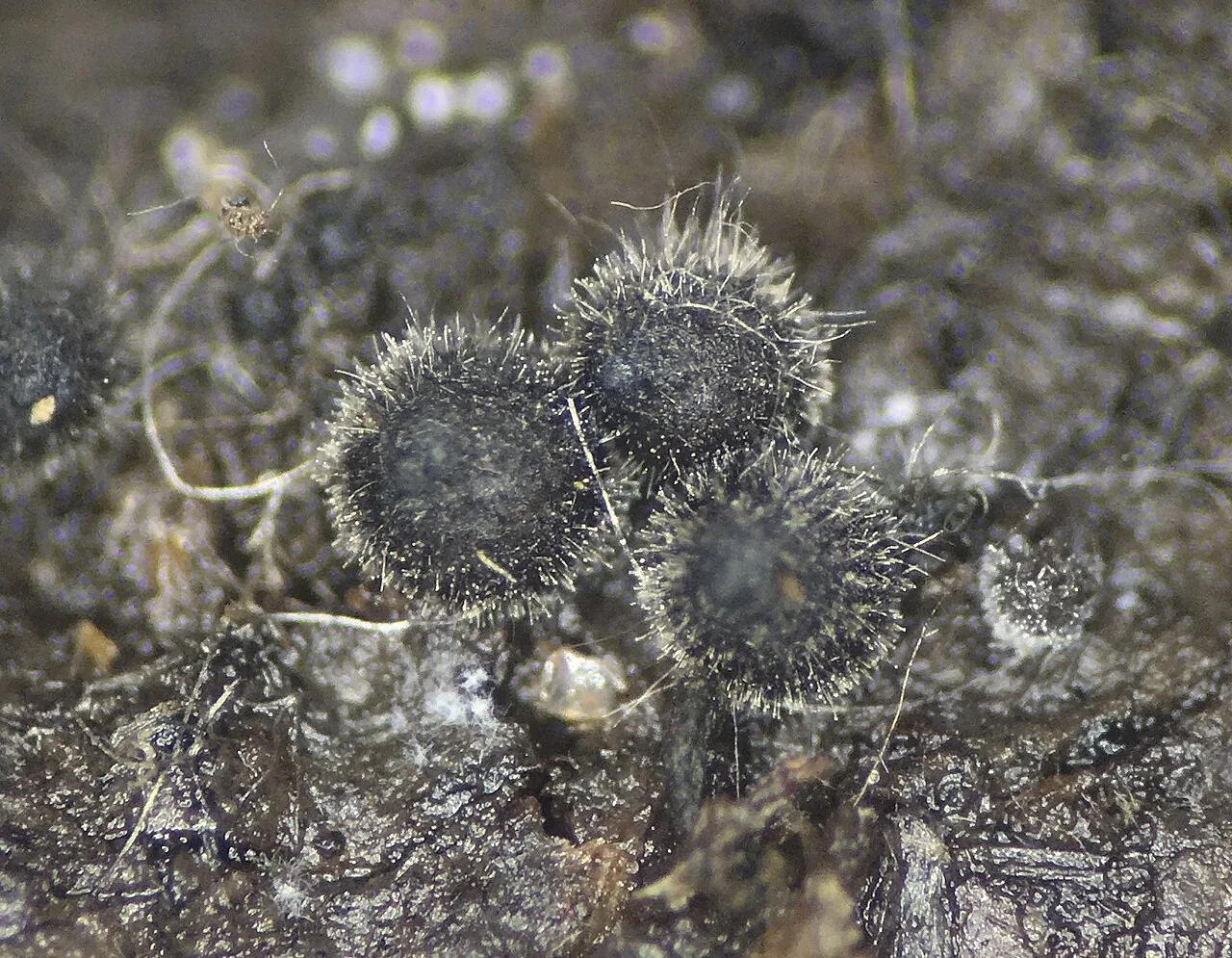 Podospora appendiculata (Podospora appendiculata) — photo mycologique