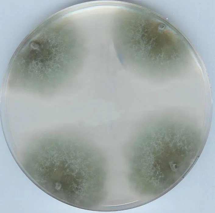 Podospora fabiformis (Podospora fabiformis) — photo mycologique