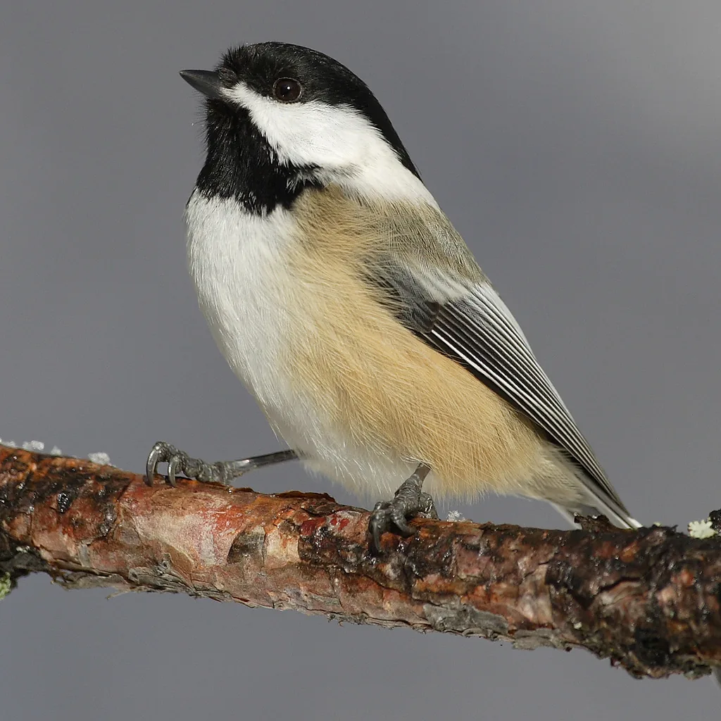 Mésange boréale (Poecile atricapillus) — photo vertébré
