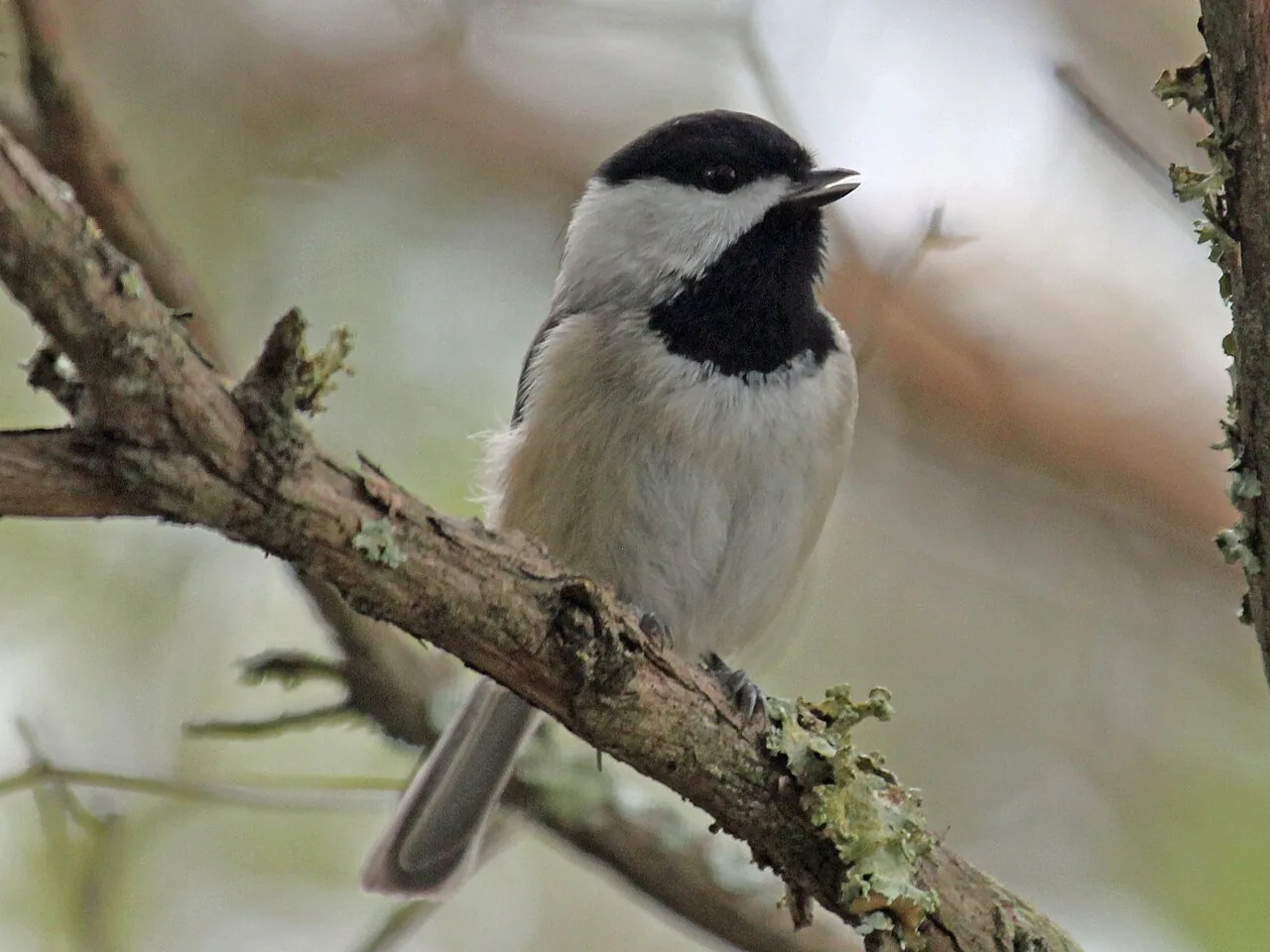 Mésange de Caroline (Poecile carolinensis) — photo vertébré