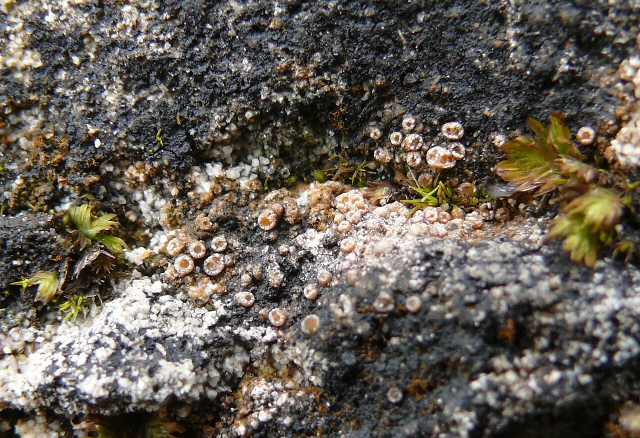 Polistroma fernandezii (Polistroma fernandezii) — photo mycologique