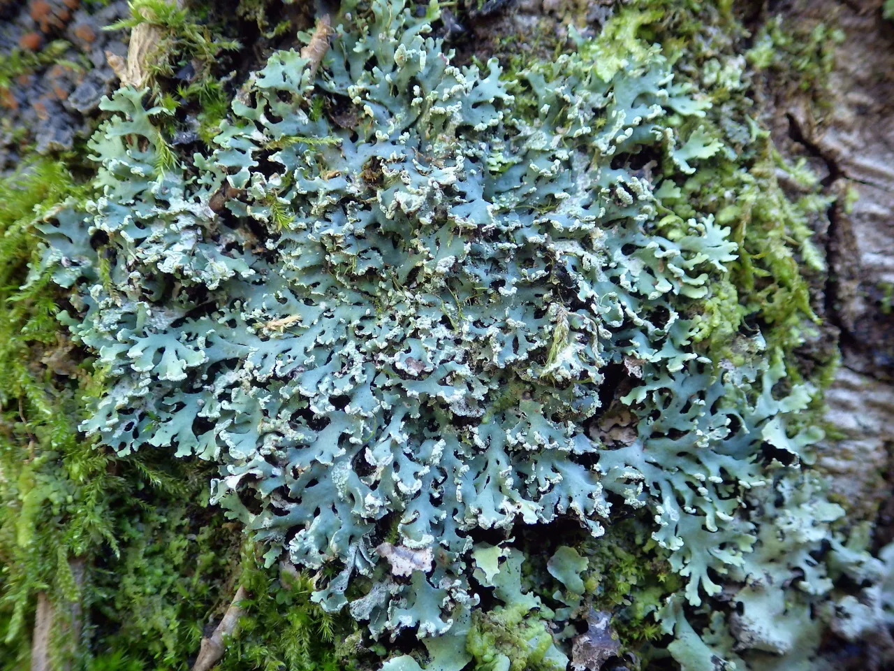 Polyblastidium dendriticum (Polyblastidium dendriticum) — photo mycologique