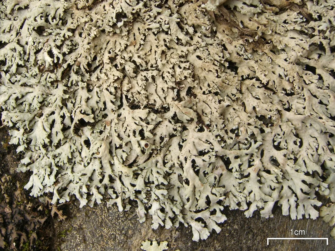 Polyblastidium hypoleucum (Polyblastidium hypoleucum) — photo mycologique