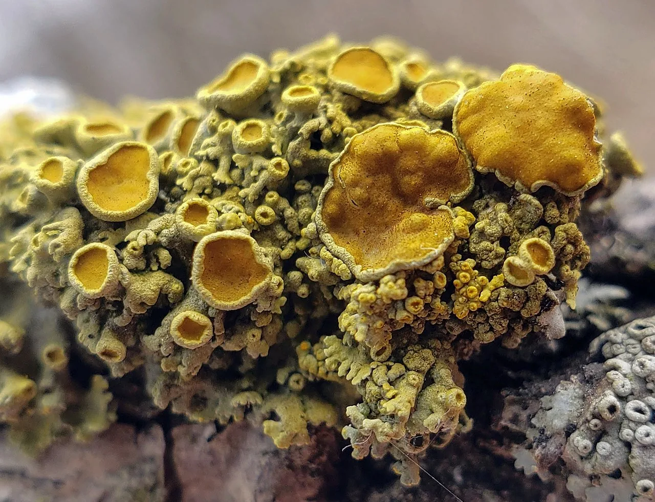 Polycauliona citrina (Polycauliona citrina) — photo mycologique