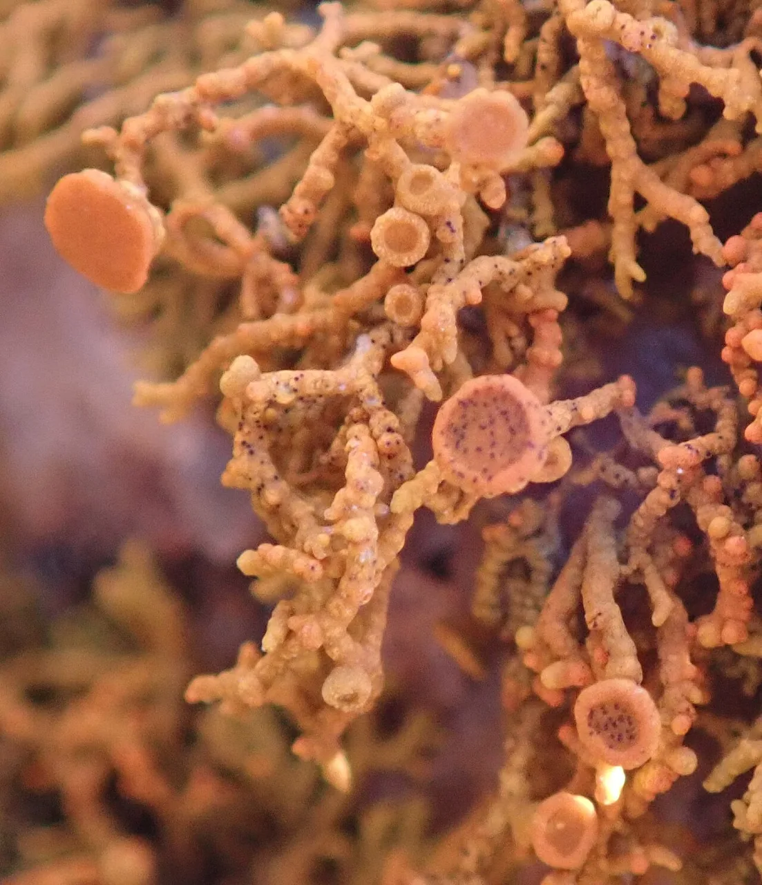 Polycauliona coralloides (Polycauliona coralloides) — photo mycologique