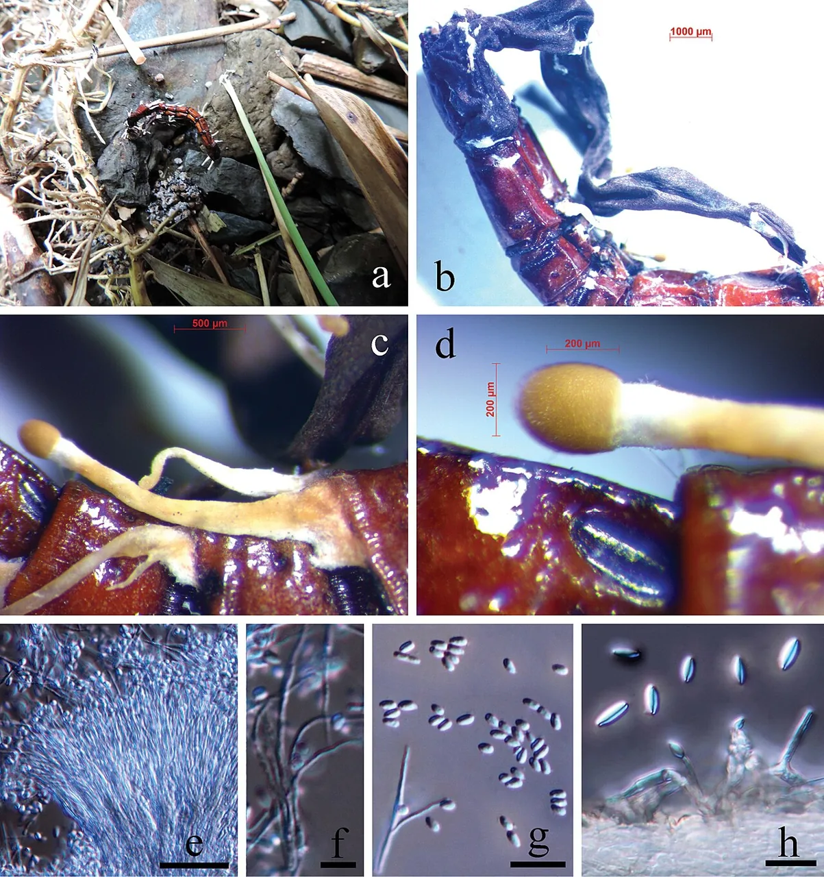 Polycephalomyces ramosus (Polycephalomyces ramosus) — photo mycologique