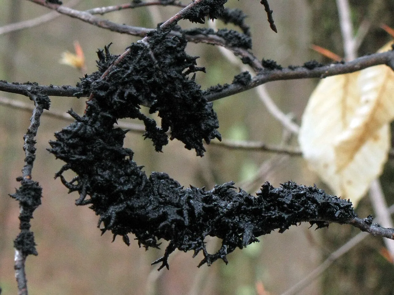 Polychaeton brasiliense (Polychaeton brasiliense) — photo mycologique