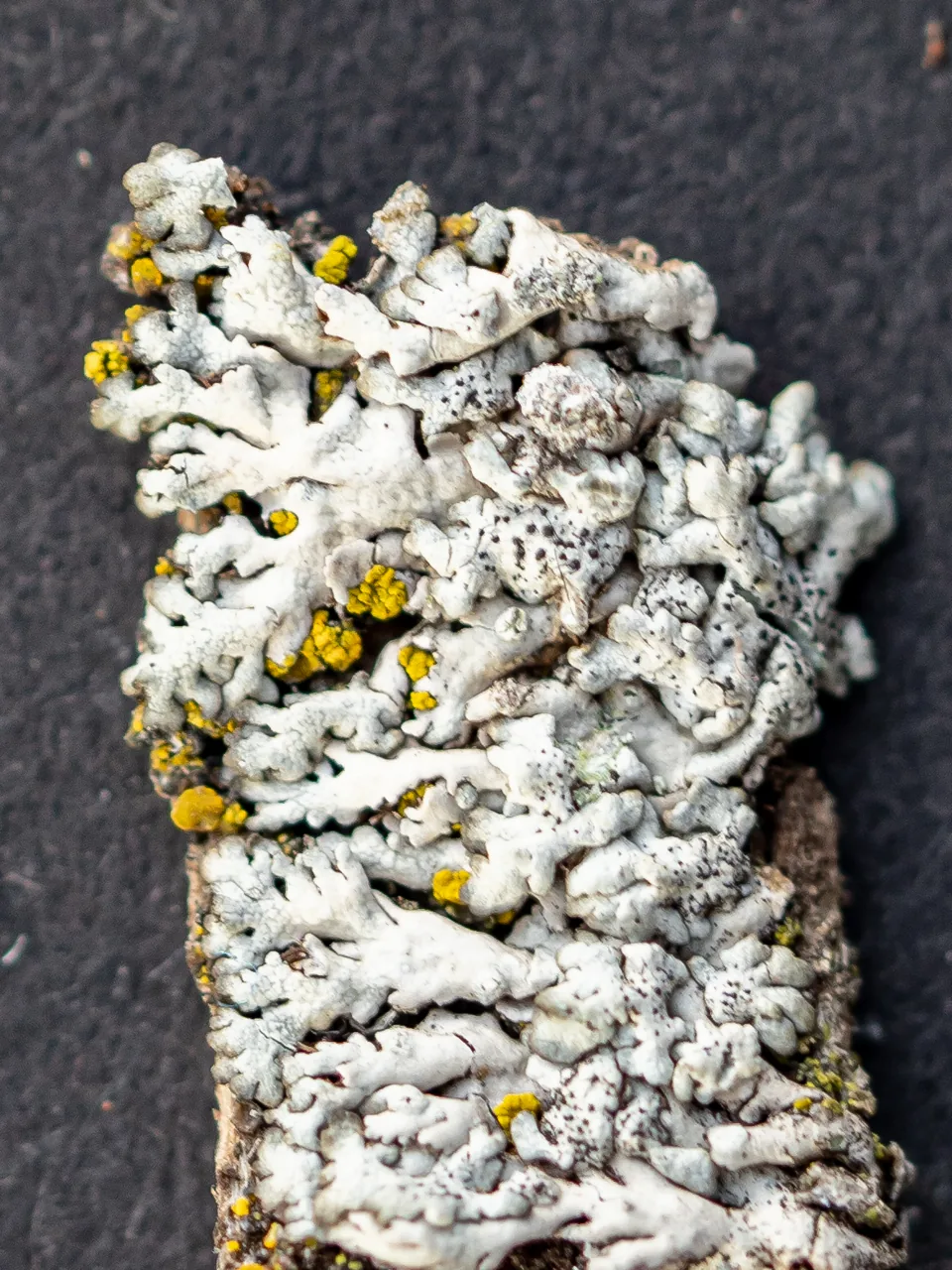 Polycoccum opulentum (Polycoccum opulentum) — photo mycologique
