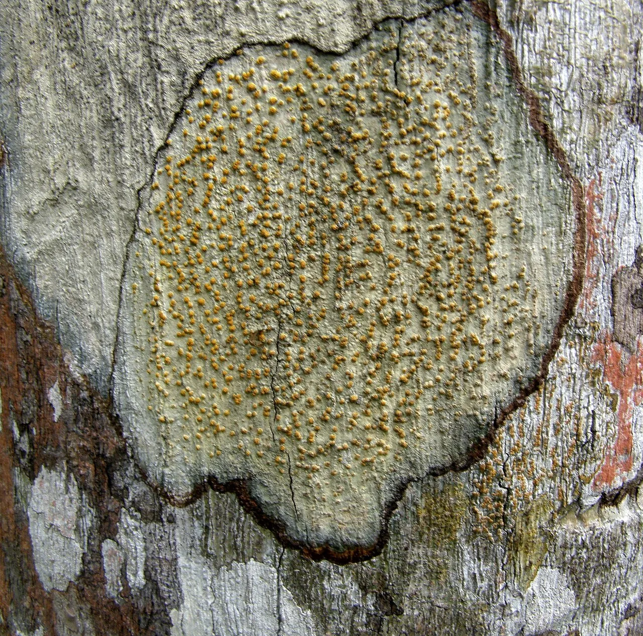 Polymeridium alboflavescens (Polymeridium alboflavescens) — photo mycologique