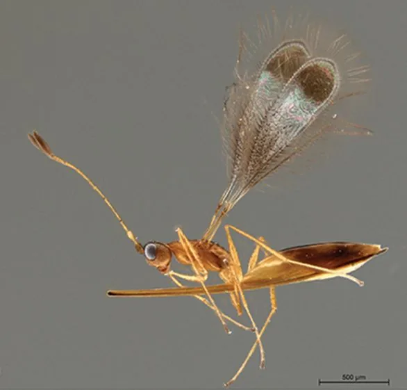 Polynema triaristatum (Polynema triaristatum) — photo mycologique