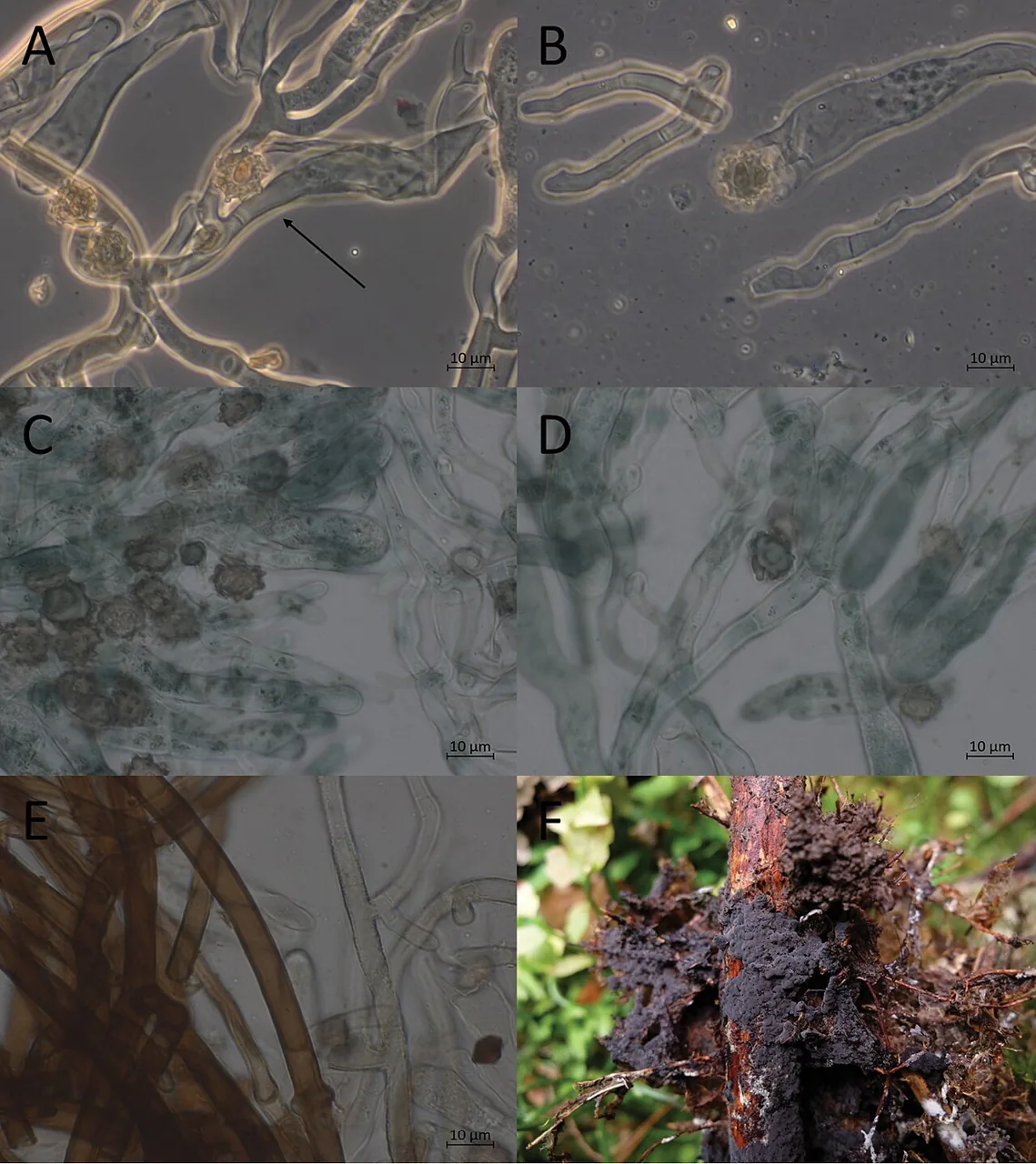 Polyozellus alobatus (Polyozellus alobatus) — photo mycologique