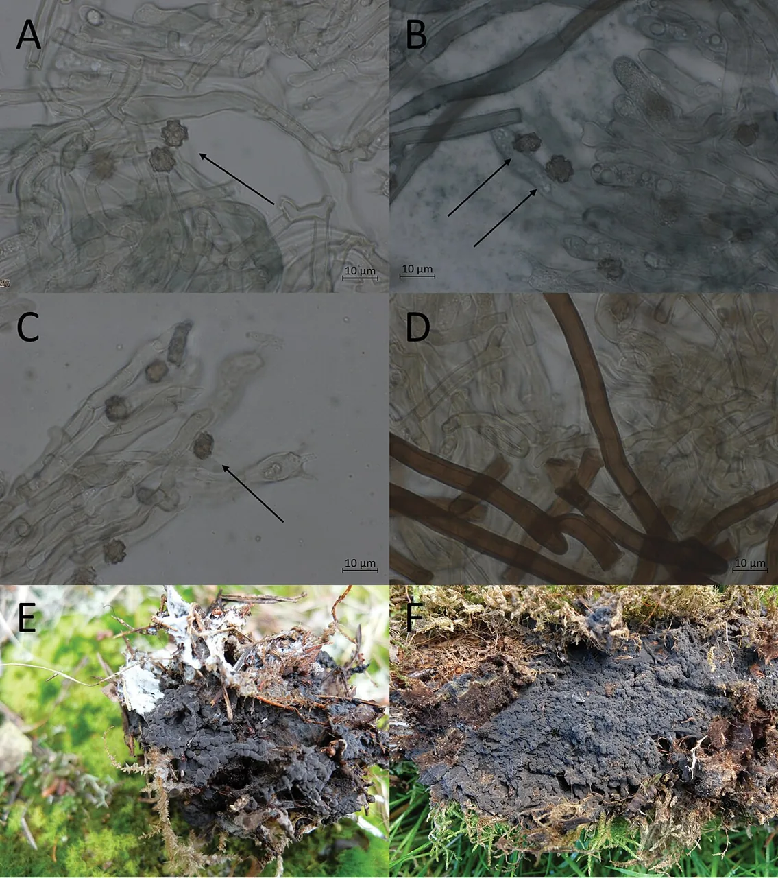 Polyozellus sciastrus (Polyozellus sciastrus) — photo mycologique